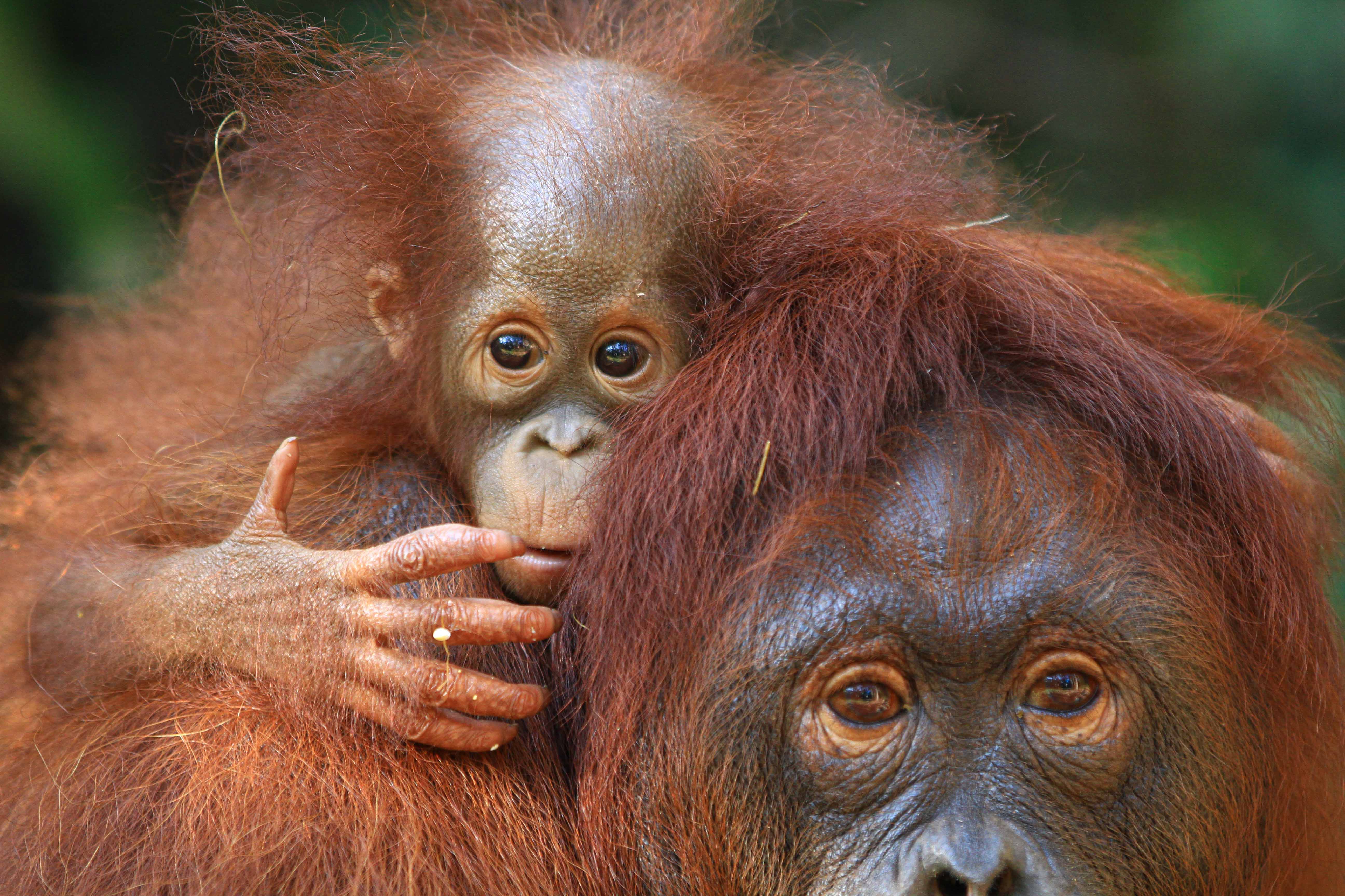 Waldschutz in Indonesien für Orang-Utans
